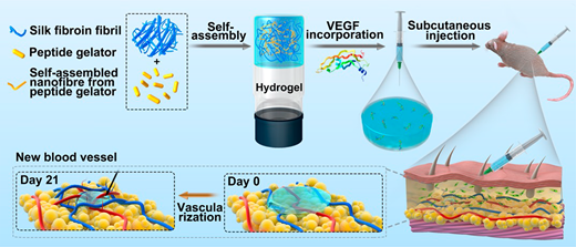 Cooperative Assembly of a Peptide Gelator and Silk Fibroin Afford an ...