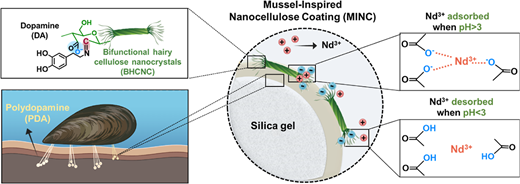 重要な希土類元素を抽出する環境に優しい方法をムール貝が生み出す(Mussels inspire an eco-friendly way to extract critical rare earth elements)