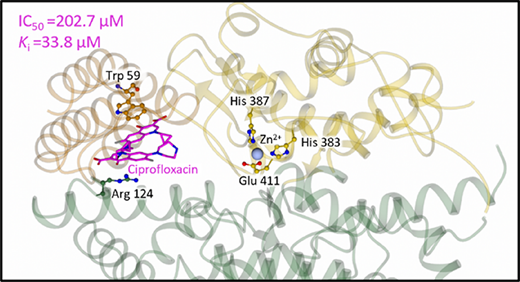 新たな抗生物質の発見が高血圧治療薬の新系統に道を開く可能性(Surprising antibiotic discovery could pave way for new family of high blood pressure treatments)