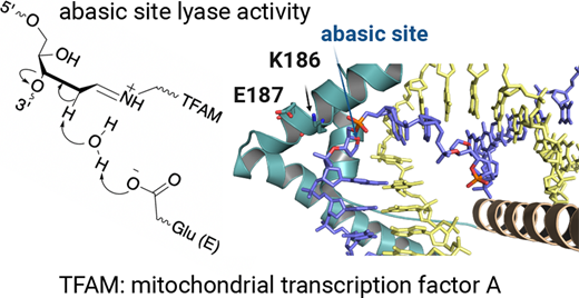 ミトコンドリア病に希望の光:タンパク質の驚くべき第2の役割(Ray of hope for mitochondrial diseases: protein&rsquo;s surprising second role)