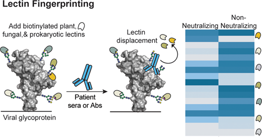 化学者の技術により、抗体がSARS-CoV-2を中和するかどうかが明らかになった。(Chemists’ technique reveals whether antibodies neutralize SARS-CoV-2)