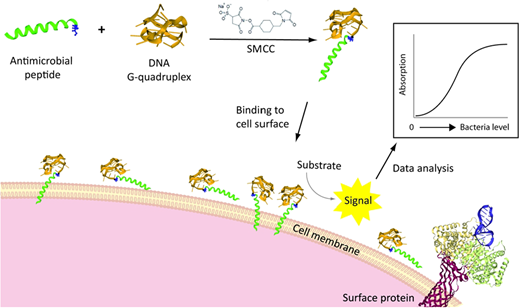 Graphical abstract for Synthesis and characterization of thermostable antimicrobial peptide-DNAzyme conjugates for the proof-of-concept detection of E. coli