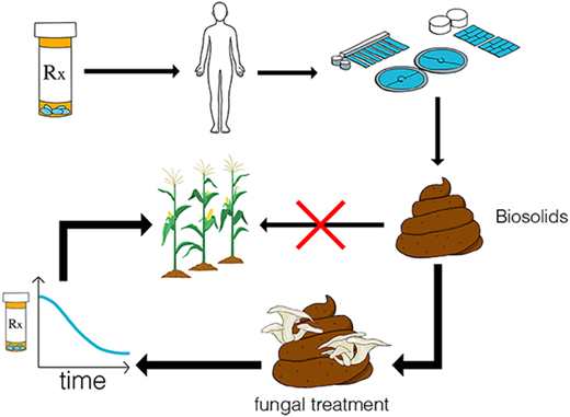 白色腐朽菌が医薬品残留物の環境拡散を防ぐ可能性（White-rot fungi may keep chemicals from reaching soil, crops, and people）
