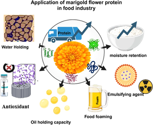 マリーゴールドが植物由来タンパク質の新たな供給源となる可能性（Could marigolds be the next superfood?）