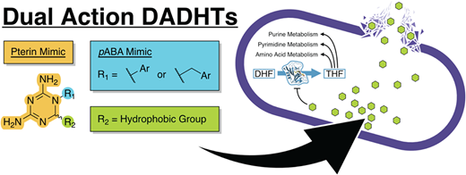 新しい抗生物質化合物の発見:長年の研究の集大成(Decades-long quest leads to new antibiotic compounds)
