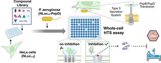 抗生物質耐性の「スーパーバグ」を阻止する方法を発見(Team Led by UMass Amherst Discovers How to Sabotage Antibiotic-Resistant &lsquo;Superbugs&rsquo;)