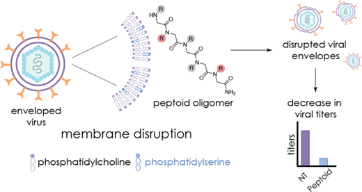 新しい分子が泡のような膜を破ってウイルスと戦う(Novel Molecules Fight Viruses by Bursting Their Bubble-like Membranes) 新しい分子が泡のような膜を破ってウイルスと戦う(Novel Molecules Fight Viruses by Bursting Their Bubble-like Membranes)