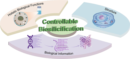 Silica-Based Encoding of Biological Structure, Information, and ...