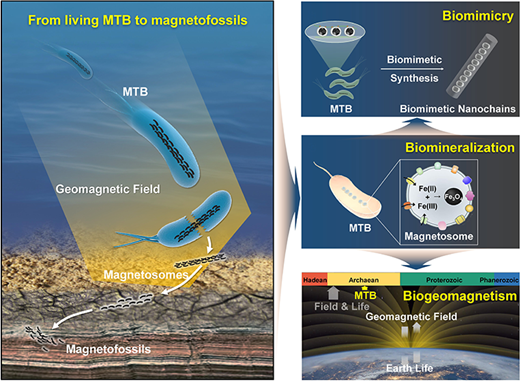 Magnetotactic Bacteria at the Earth-Life-Materials Interface | Accounts ...