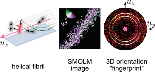 画像技術がペプチド構造の新たな詳細を示す(Imaging technique shows new details of peptide structures)