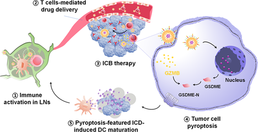 Pyroptosis In Cancer Dual-Responsive Nanomedicine Activates Programmed Antitumor Immunity ...