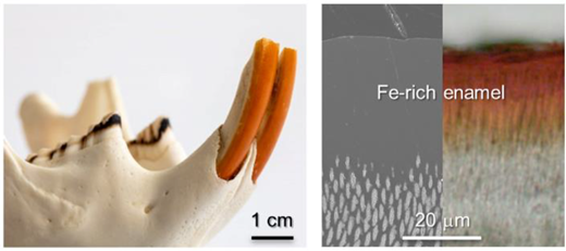 げっ歯類が歯科医療を刺激する(Rodents inspire dentistry)
