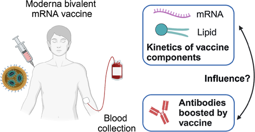 mRNAワクチンの性能向上と副作用軽減に役立つかもしれない研究(Study may help boost performance and reduce side effects of mRNA vaccines)