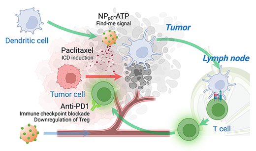 癌免疫療法の全身送達を強化する生体適合性ナノ粒子を開発(Purdue researchers create biocompatible nanoparticles to enhance systemic delivery of cancer immunotherapy)