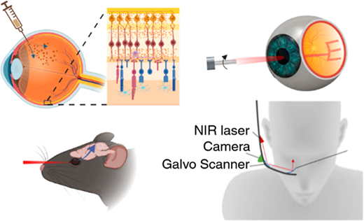 金ナノ粒子を用いた視力回復技術の研究(Golden eyes: How gold nanoparticles may one day help to restore people&rsquo;s vision)