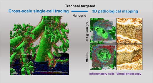 気管標的型ナノグリッド薬物送達システムを開発(Researchers Develop Tracheal Targeted Nanogrid Drug Delivery Systems Visualized by 3D Pathological Mapping)