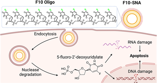 動物実験で白血病を根絶した新ナノ医療(New nanomedicine wipes out leukemia in animal study) 動物実験で白血病を根絶した新ナノ医療(New nanomedicine wipes out leukemia in animal study)