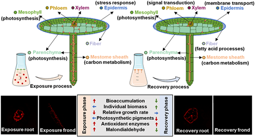 アオウキクサがナノプラスチック汚染に高い耐性を持つことを発見(Scientists Find Common Duckweed Highly Resilient to Nanoplastic Pollution)