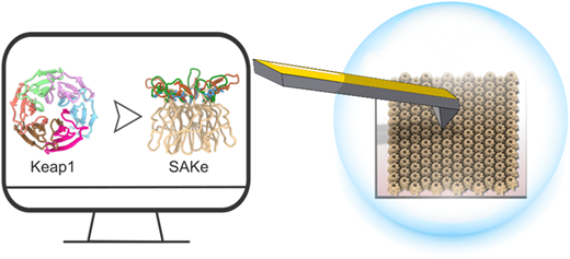 Design and Characterization of SAKe, a Building Block for Protein Self ...