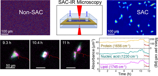 今、生きている: 生きている細胞を赤外線で見ることができる(Now Live: Living Cells Can Be Seen With Infrared Light)