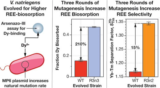 希土類元素の処理に多大に影響する微小なバクテリア群 (Little bacterium may make big impact on rare-earth processing) 希土類元素の処理に多大に影響する微小なバクテリア群 (Little bacterium may make big impact on rare-earth processing)