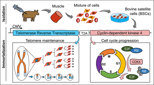 農場からもう一歩先へ： 不死身の幹細胞から育つ食肉(Another Step Away from the Farm: Meat Grown from Immortal Stem Cells)