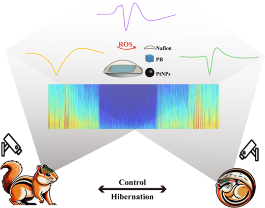 冬眠中の神経活動を監視するナノ複合材料修飾MEAを開発(Scientists Develop Nanocomposite-Modified MEAs for Monitoring Neuronal Activity During Hibernation)