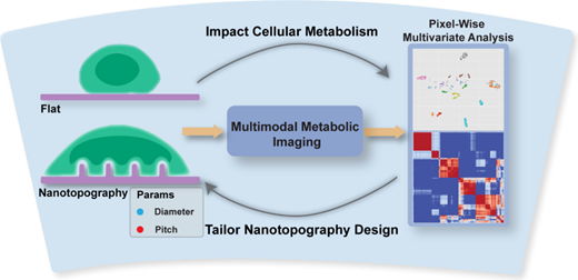 ナノスケールの凹凸と溝が細胞の行動に大きな変化を引き起こす(Nanoscale Bumps and Grooves Trigger Big Changes in Cell Behavior)