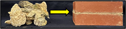 貝殻を利用した高強度・高速硬化セメントの開発（Oyster cement: Scientists study shellfish to make stronger, faster-curing building material）