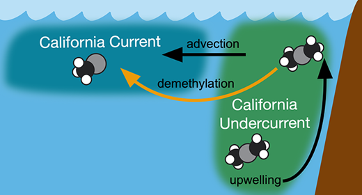 これまで知られていなかった海洋水銀経路を解明する研究(Study Illuminates Previously Unknown Ocean Mercury Pathway)