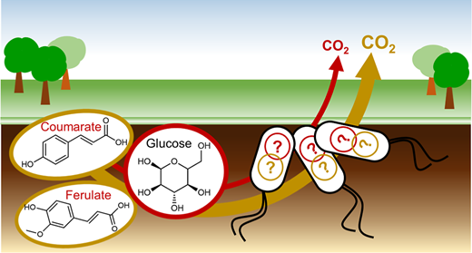 土壌細菌は非糖類有機物を食べた後、より多くのCO2を呼吸する(Soil bacteria respire more CO2 after eating non-sugar organic matter)