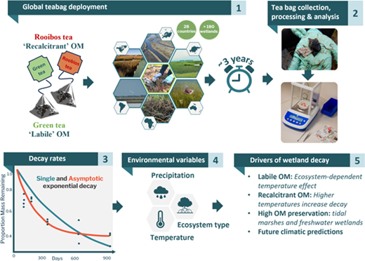 気温上昇で湿地の炭素吸収源が減少する可能性(Warming temperatures may shrink wetland carbon sinks)