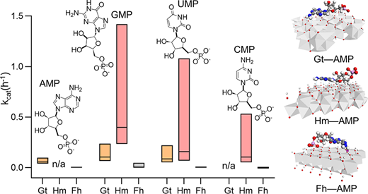 植物成長の燃料となるリンの解明(Unlocking phosphorus to fuel plant growth)