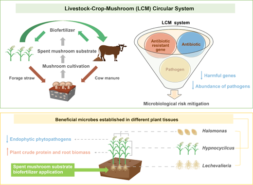 植物成長と微生物リスク制御の横断的循環系メカニズムを解明（Scientists Reveal Mechanisms of Cross-domain Circular System in Plant Growth and Microbiological Risk Regulation）