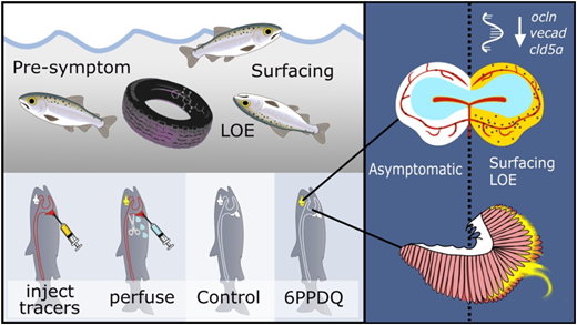コーホーサーモン大量死の原因物質を特定(WSU team unlocks biological process behind coho die-offs) コーホーサーモン大量死の原因物質を特定(WSU team unlocks biological process behind coho die-offs)