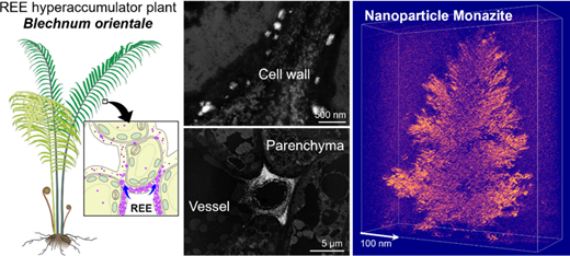 シダ植物における希土類元素のバイオミネラリゼーションを発見(Chinese Scientists Discover Rare-earth Biomineralization in Ferns, Boosting Prospects for Sustainable Supply)