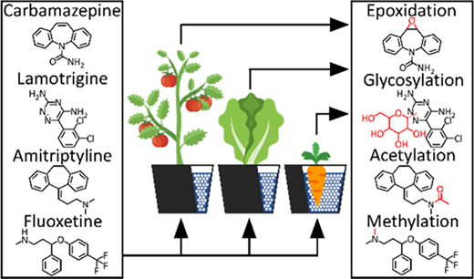 トマト・ニンジン・レタスが医薬品副産物を蓄積する可能性（Tomatoes, carrots, lettuce store pharmaceutical byproducts）