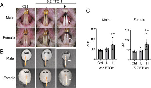 Figure 4. Refer to the image caption for details.