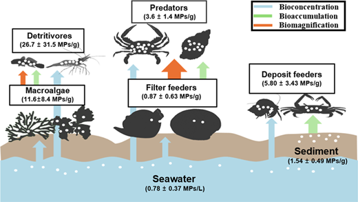 An Initial Assessment of Microplastic Distribution across Trophic ...