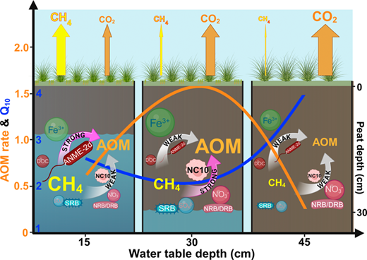 Nonlinear Responses of Anaerobic Methane Oxidation to Water Table ...
