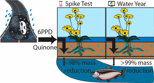 レインガーデンが有害なタイヤの化学物質からサケを救う可能性(Rain gardens could save salmon from toxic tire chemicals)