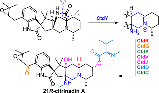 新しい酵素が抗がん剤開発に役立つ可能性(New enzyme could aid anticancer drug development)