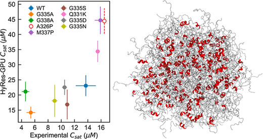生体分子凝縮体の分子モデリングを前進させる(UMass Amherst Research Advances Molecular Modeling of Biomolecular Condensates)