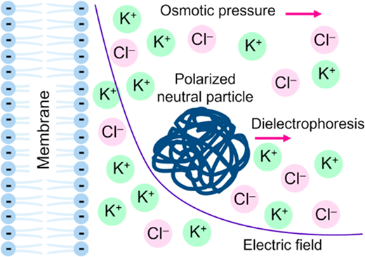 細胞の電場がナノ粒子を寄せ付けないことを科学者が確認(Cells’ Electric Fields Keep Nanoparticles at Bay, Scientists Confirm)