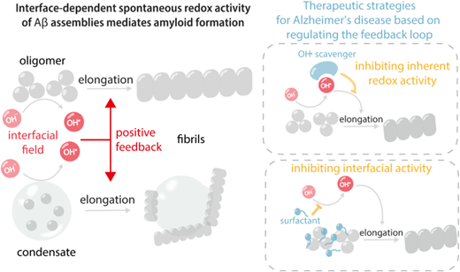 電気化学的場が認知症の前駆体形成に与える影響を解明(Electrochemical Field Key to How Dementia Precursors ‘Break Bad’)