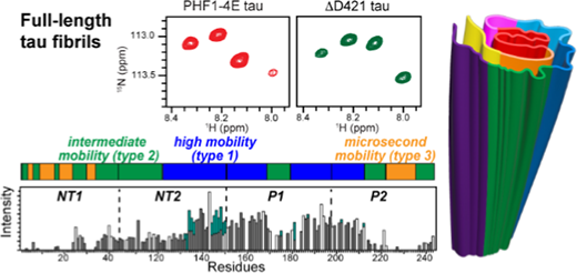 アルツハイマー病の鍵となる「タウタンパク質」の構造を解明(Chemists determine structure of fuzzy coat surrounding tau proteins)