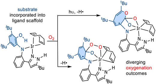 酸素のみを利用し副生成物が水だけとなる化学反応を開発(Creating chemical reactions that run on oxygen, produce only water as waste) 酸素のみを利用し副生成物が水だけとなる化学反応を開発(Creating chemical reactions that run on oxygen, produce only water as waste)