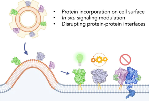 がんと闘うために、科学者は細胞タンパク質をカスタマイズする(To Fight Cancer, Scientists Customize Cellular Protein)