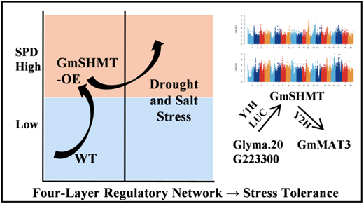 Integrated GWAS and Functional Analyses Reveal a Multi-Layer Regulatory ...