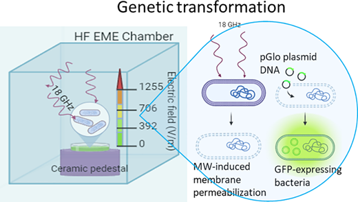 電波で細菌を制御し、命を守ることができる(Radio waves can tune up bacteria to become life-saving medicines) 電波で細菌を制御し、命を守ることができる(Radio waves can tune up bacteria to become life-saving medicines)